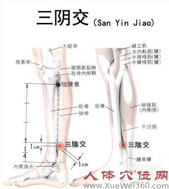 <a href='http://www.liuyanbao.net/rentixueweichaxun/558.html' target='_blank'><u>三阴交</u></a>解剖图