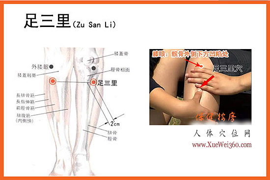 <a href='http://www.liuyanbao.net/rentixueweichaxun/689.html' target='_blank'><u>足三里</u></a>穴的位置解剖图